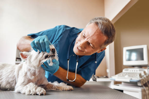 Best Tooth Infection Emergency Dentist  in Fort Bliss, TX